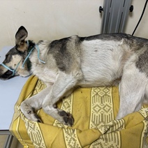 В Оренбурге неизвестные продолжают охоту на бездомных собак (18+)