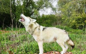 В Переволоцкий историко-краеведческий музей приедет воющий волк