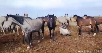 Спустя четыре месяца оренбургских лошадей нашли в Казахстане