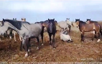 Спустя четыре месяца оренбургских лошадей нашли в Казахстане