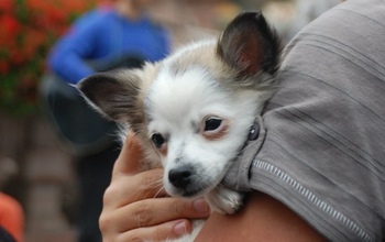 В Оренбуржье домашних собак ждет чипирование, а бродячих – смерть