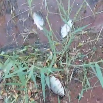 На Черновском водохранилище рыбаки обнаружили погибшую рыбу