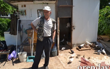 Голубятню под снос, а птах с птенцами - в никуда: в Оренбурге объявили войну крылатым почтальонам