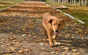 В Оренбурге введен карантин по бешенству