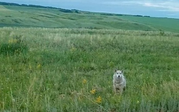  «Это точно не собака!» - бесстрашные оренбуржцы кормят волков хлебом 