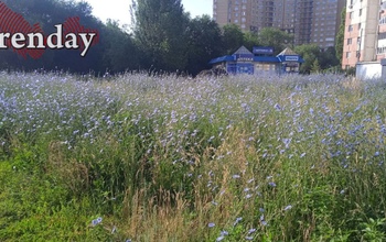Трава и мусор так и остались визитной карточкой Оренбурга
