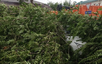 В Оренбурге ураган повалил оставшиеся после глобального уничтожения деревья