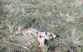 В Оренбуржье у мелких обитателей заповедника началась 