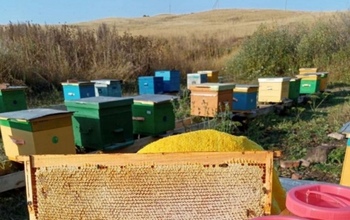 Меда не будет. Оренбургские пчеловоды сетуют на дожди