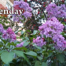 В Оренбурге в августе зацвели сирень и бульденеж