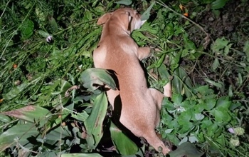 В Оренбуржье живодёр, выбросивший щенка с пятого этажа, ждёт суда