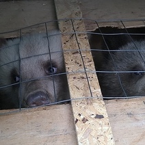 В Сызрани осужден второй контрабандист, который пытался перевезти четырех медвежат через Оренбуржье