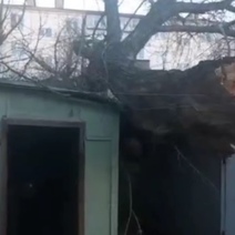 В Оренбурге мощное дерево рухнуло на гаражи 