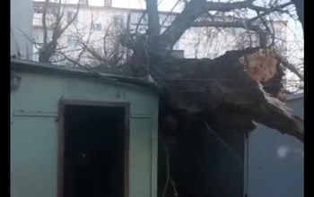 В Оренбурге мощное дерево рухнуло на гаражи 