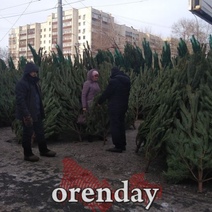 Где в Оренбурге будут работать елочные базары? 