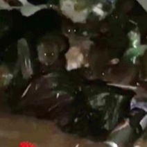 Крысы стали постоянными обитателями мусорной площадки около детского сада № 151