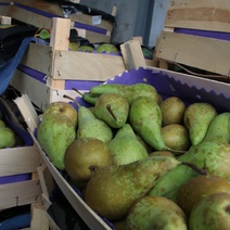 Груши из Бельгии, Польши и Нидерландов в коробках со спиленной маркировкой едва не попали в Россию 