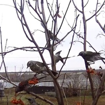  Дрозды-рябинники облюбовали сады оренбуржцев