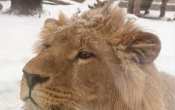 Лев Цезарь, найденный на КПП в Оренбуржье, встречает снегопады в Ульяновском зоопарке 
