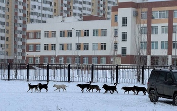 Стаи бродячих собак встретят школьников после каникул в Оренбурге
