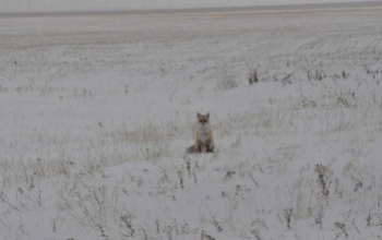 В Оренбуржье стало больше косуль, лосей, лисиц и тетеревов