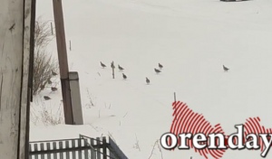  В Оренбуржье наглые куропатки воруют еду у коз