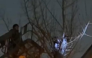 В Оренбурге неравнодушные жители спасали кота, который просидел на дереве пять дней