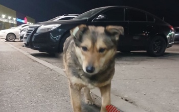 Жителям Оренбурга рассказали о поведении при встрече с бродячими собаками