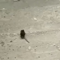 В Оренбурге мышки прекрасно себя чувствуют в подъездах МКД