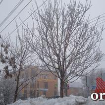 Фоторепортаж: на Оренбург опустился туман, а деревья покрылись инеем 