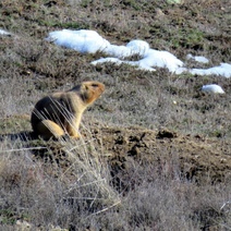 Оренбургские степи проснулись от зимнего сна
