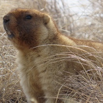 Весна шествует по Оренбуржью бурным пробуждением природы