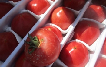 В Оренбуржье ввезли из Узбекистана и Туркменистана 127 тонн опасных овощей