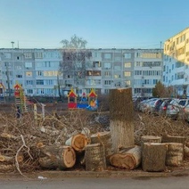 В Степном поселке Оренбурга горожане бьют тревогу из-за вырубки деревьев