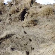В Оренбуржье на камеру попало как многодетная мать убегает от толпы своих детей