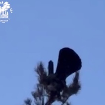 Если бы в Оренбуржье мужчины пели такие же серенады как глухари, они остались бы одинокими