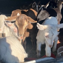 В Оренбургской области задержали блеющих пассажиров