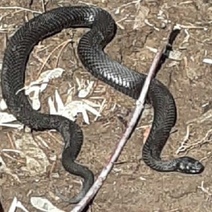 Оренбуржье закишит змеями, в том числе и ядовитыми