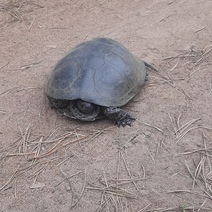 В Бузулукском бору на дорогах обнаружены неторопливые «кастрюли»