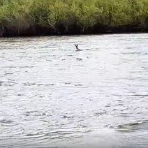 Оренбуржец снял на видео заплыв косули по Уралу