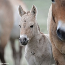 В Оренбуржье в табунах лошадей Пржевальского начался бэби-бум
