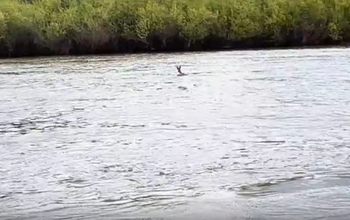 Оренбуржец снял на видео заплыв косули по Уралу