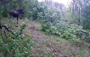 В Оренбуржье фотоловушка запечатлела необычное поведение лосихи