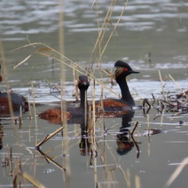 В Оренбуржье у хриплых «вампиров» начался брачный период