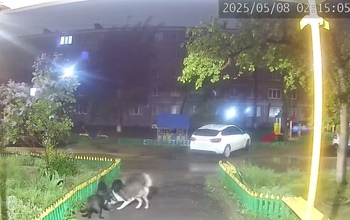 Стаи бездомных собак уничтожают кошек в Оренбуржье