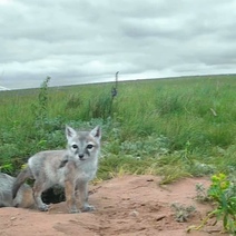В фотоловушку оренбургского фотографа попало семейство корсаков
