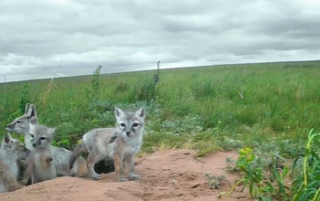 В фотоловушку оренбургского фотографа попало семейство корсаков