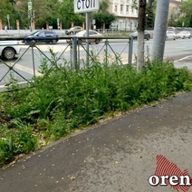 Сапожник без сапог? Территория около здания УЖКХ Оренбурга заросла травой