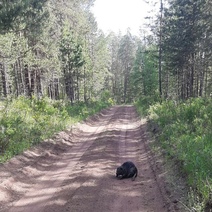В национальном парке «Бузулукский бор» у семейств бобров начались «выпускные»