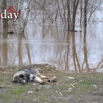 В Оренбурге мужчина, получивший сердечный приступ при попытке выбраться из затопленного дома в паводок, остался без выплат